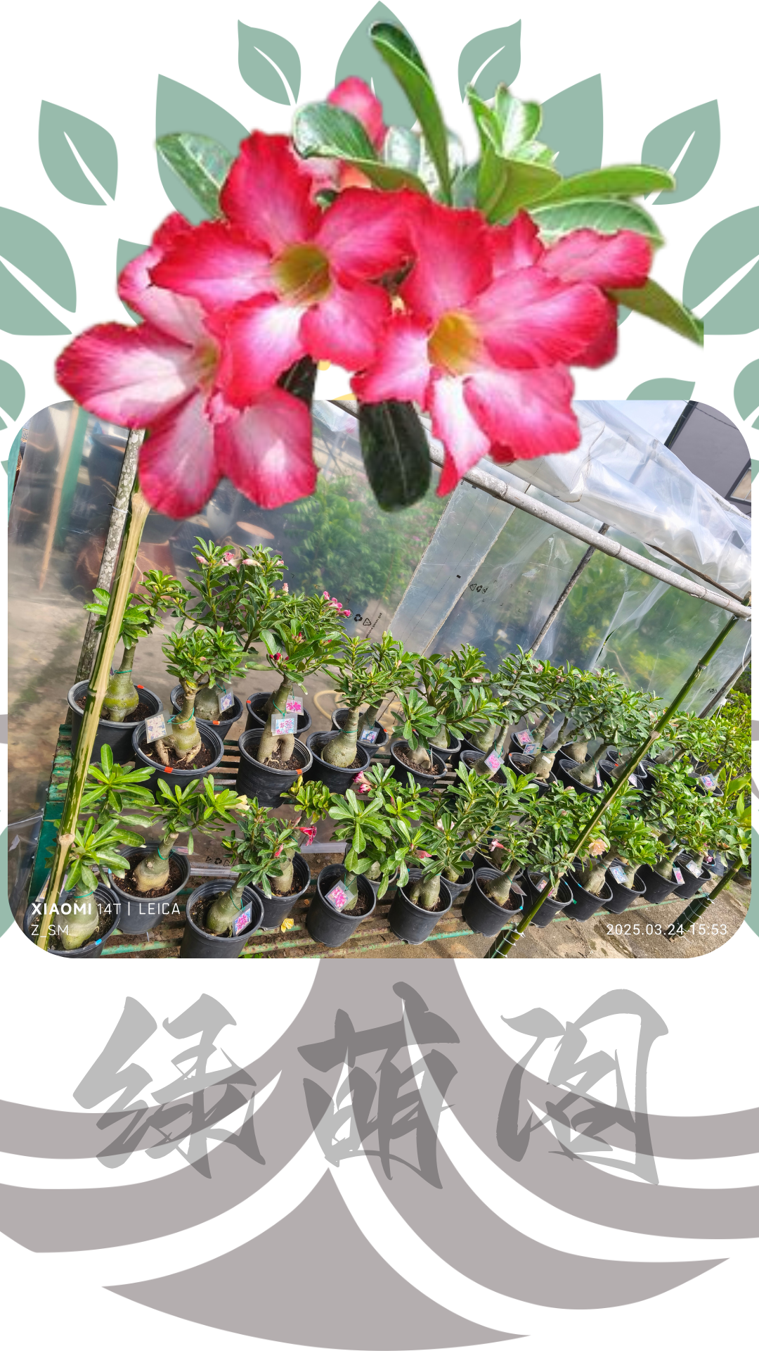 富贵花2
