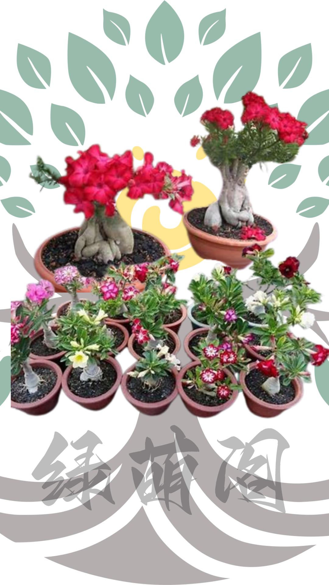 富贵花3