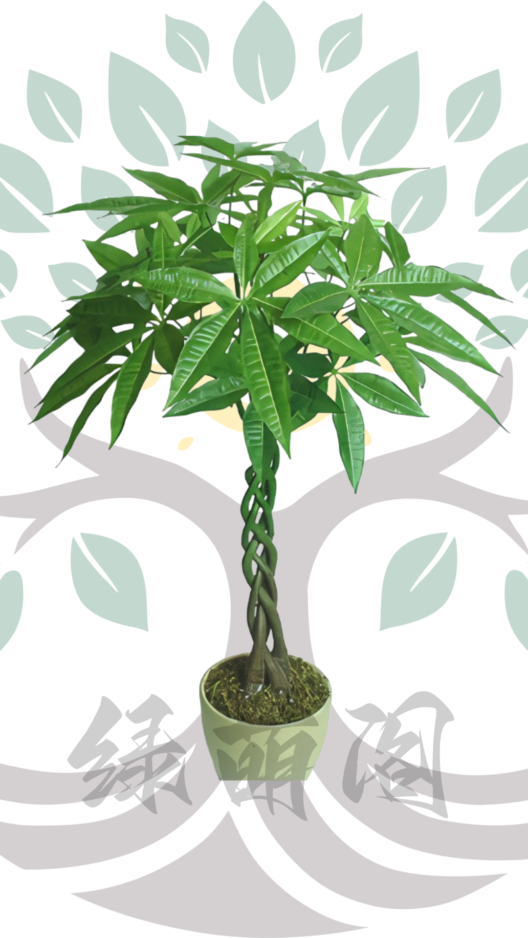 招财神树